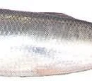 Butterfly fillet