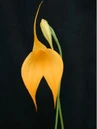 Saffron.jpg