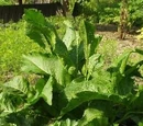 Beet Relish