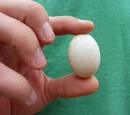 Pigeon egg