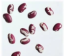 Anasazi bean