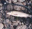 Trash fish