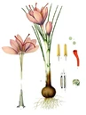 Crocus Sativus.jpg