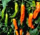 Colombian-style Aji