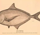 Pomfret