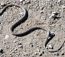 Psammophis