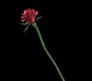 My Beloved