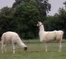 Llama