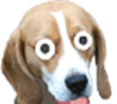 Office Dog