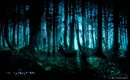 The woods.jpeg