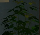 Organic Plastic Leaf