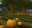 Brackwell Pumpkin Patch