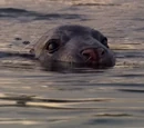 Seal