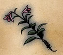 Thornflower