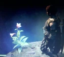 Noonflower