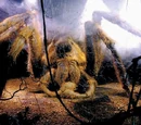 Acromántula