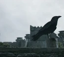 Ravens