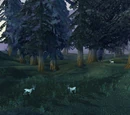 Moongraze Woods