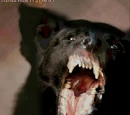 Paulie’s Puppy
