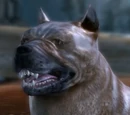 Codex entry: The Mabari Hound