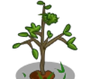 Mystery Seedling