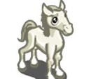 White Arabian Foal