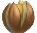 Hickory Nut