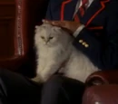 Mr. Puss