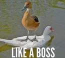 Like A Boss