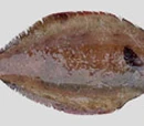 Dover sole