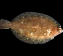Lemon sole