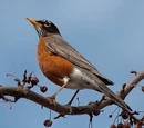 Robin
