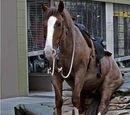Siggard's Family Horse