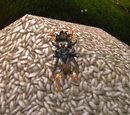 Tricky Maizer