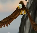 Fjord Hawk Matriarch