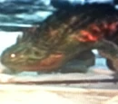 Geo Saurian