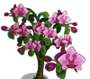 Moth Orchid Tree