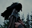 Unidentified crow