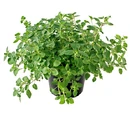 Oregano