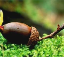Acorn