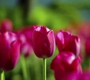 Tulip