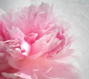 Peony