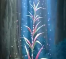 Longevity Sugarcane
