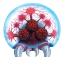 Metroid (Species)