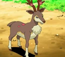 Burgundy's Sawsbuck