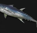 Master Tuna