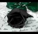 Black Rose