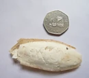 Pink Cuttlefish