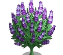 Lavender Bloom Tree