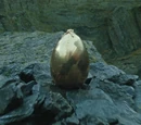 Golden egg